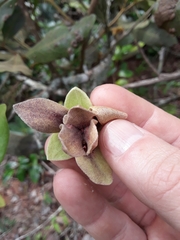 Duguetia furfuracea