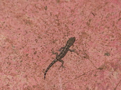 Gonatodes caudiscutatus