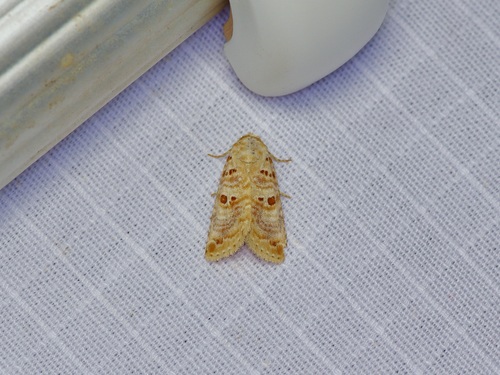 Lantana Moth Species Complex photo 3