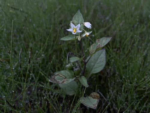 black nightshade