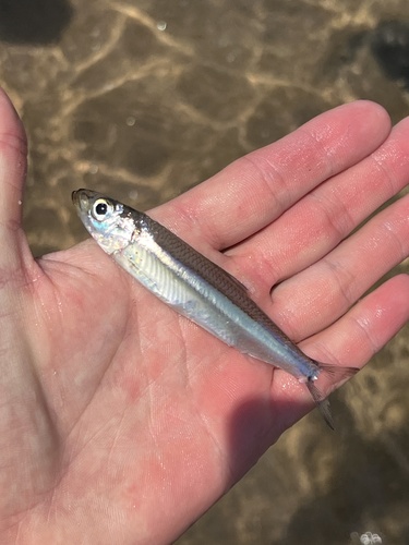 Lake Tanganyika sardine (Limnothrissa miodon) — Clupeidae