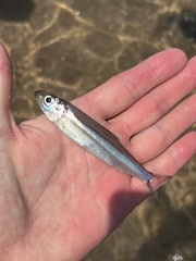 Lake Tanganyika Sardine photo 1