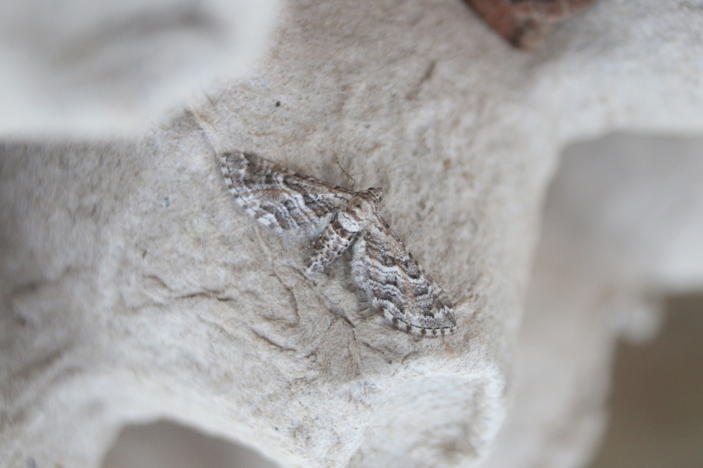 Eupithecia variostrigata