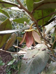 Duguetia furfuracea