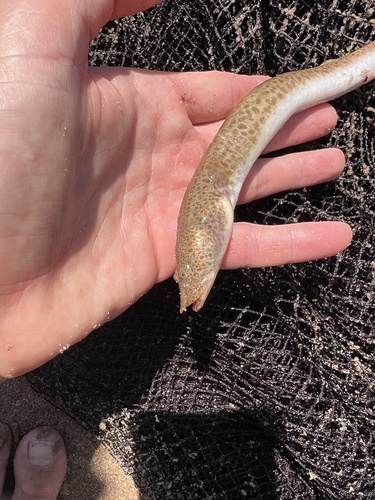 Snake spiny eel (Mastacembelus ophidium) — Mastacembelidae