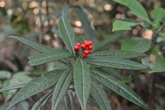 Ardisia lindleyana