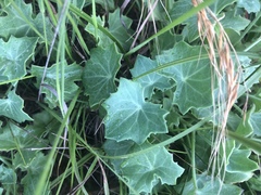 Senecio oxyriifolius
