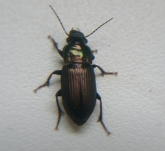 Harpalus distinguendus