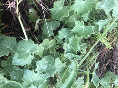 Senecio oxyriifolius