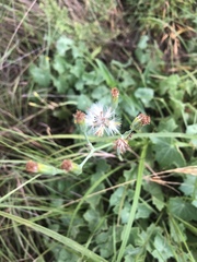 Senecio oxyriifolius