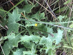 Senecio oxyriifolius