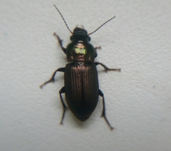 Harpalus distinguendus