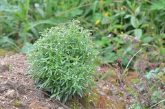 Chaenorhinum minus minus