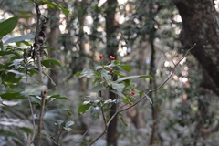 Photinia raupingensis