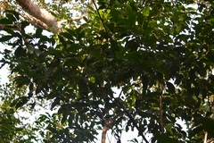 Eustigma oblongifolium