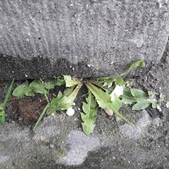 Taraxacum officinale