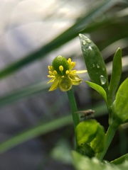 Ranunculus sceleratus