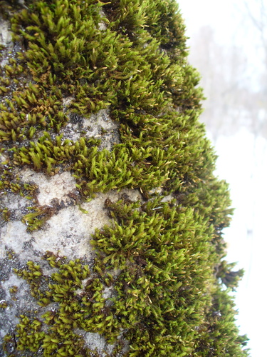 Puošnioji draiskenė nuotrauka