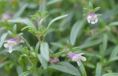 Chaenorhinum minus minus