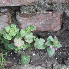 Lamium purpureum