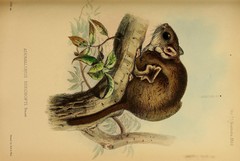 Beecroft's Scaly-Tailed Squirrel photo 2