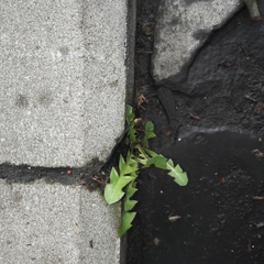 Taraxacum officinale