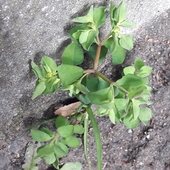 Euphorbia peplus