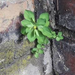 Euphorbia peplus
