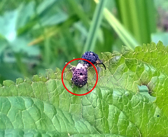 Cionus scrophulariae