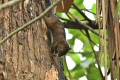 Sciurus pucheranii