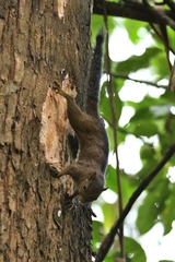 Sciurus pucheranii