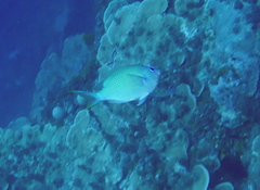 Chromis