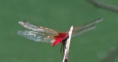 Urothemis signata insignata