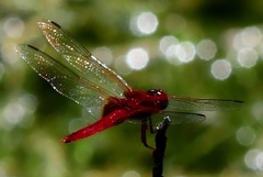 Urothemis signata insignata