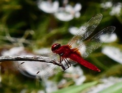 Urothemis signata insignata