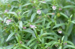 Chaenorhinum minus minus