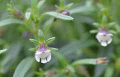 Chaenorhinum minus minus