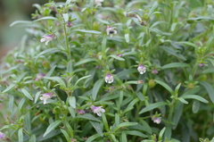 Chaenorhinum minus minus