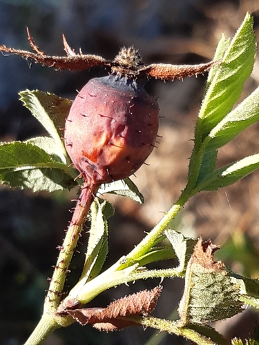 Image of Rosa marginata by (c) Martin Scheuch, some rights reserved (CC BY)