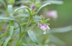 Chaenorhinum minus minus