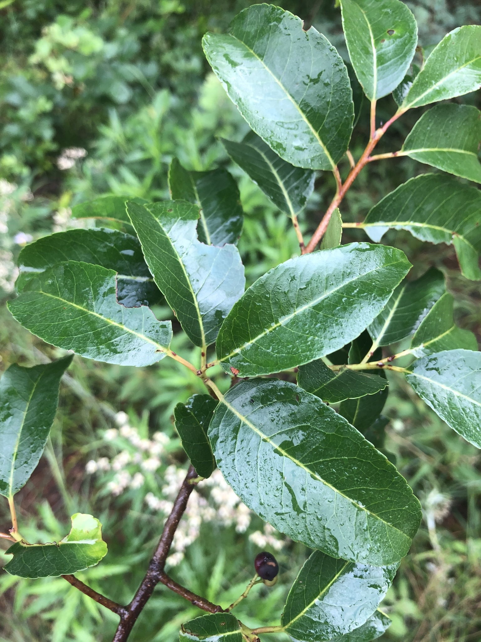 Prunus africana (Hook.fil.) Kalkman