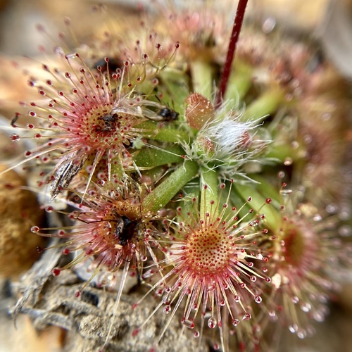 Drosera platystigma