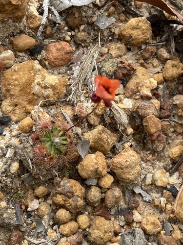 Drosera platystigma