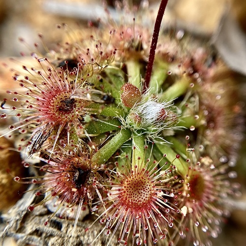 Drosera platystigma