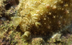 Dolabrifera ascifera