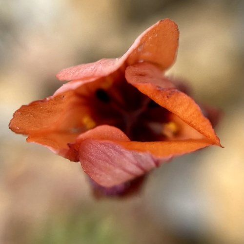 Drosera platystigma