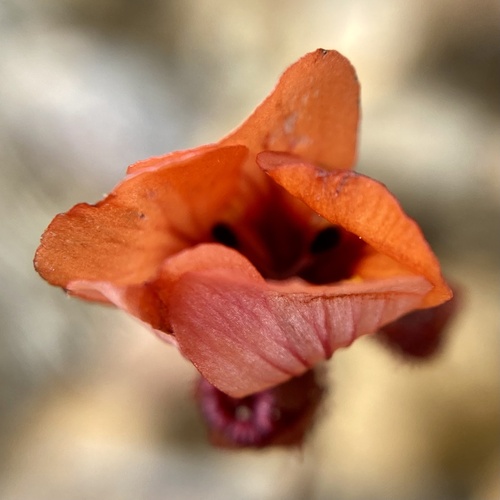 Drosera platystigma