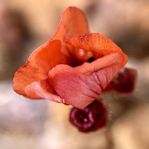 Drosera platystigma