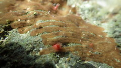 Dolabrifera ascifera