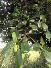 Ficus craterostoma